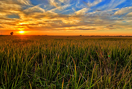 The McKaskle Family Farm rice fields at sunset.