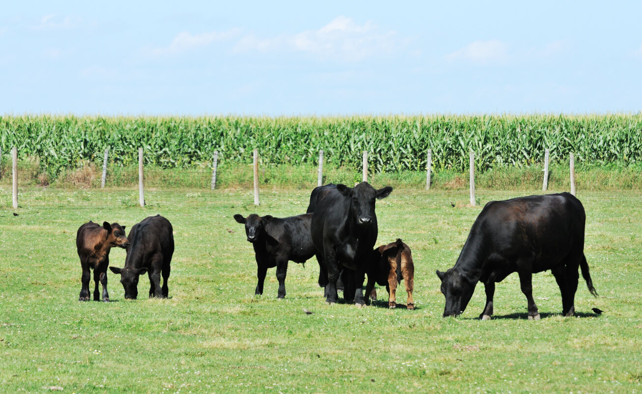 Cows in a field