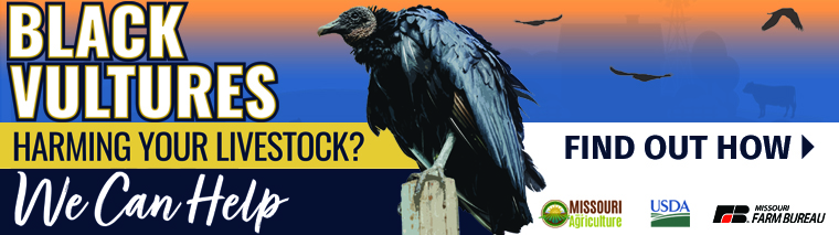 picture of black vulture