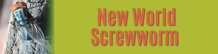 New World Screwworm