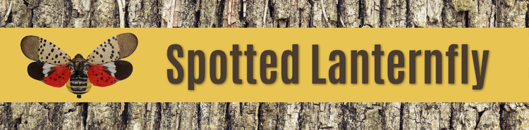 Spotted Lanternfly