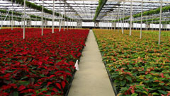 Image of poinsettia's