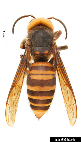 Picture of Northern Giant Hornet