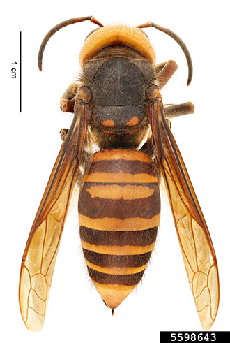 Picture of Northern Giant Hornet