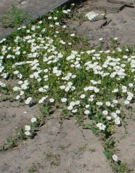 image of Field bindweed