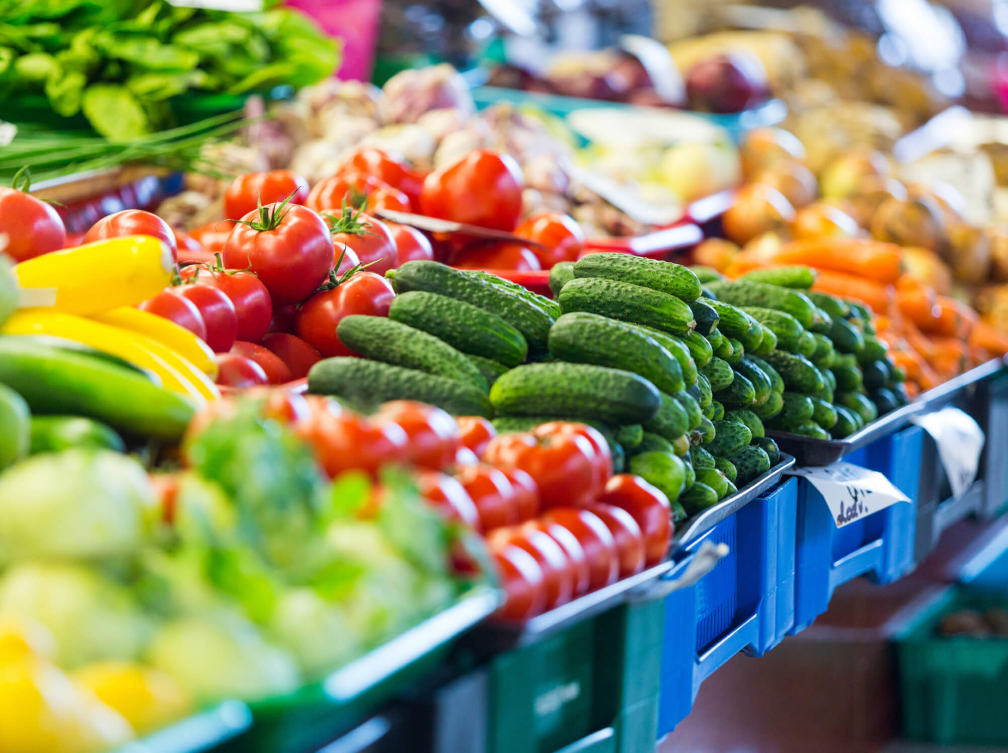 Rows of produce(squash,tomato,cucumber)