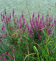 image of Purple loosestrife