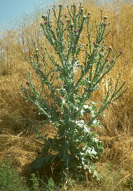 image of Scotch thistle