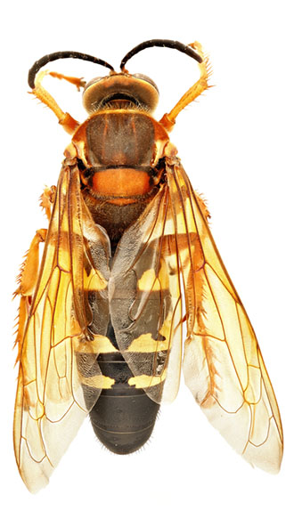 Picture of Eastern Cicada Killer