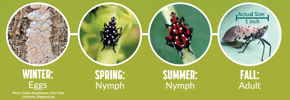 spotted lanternfly life cycle penn state