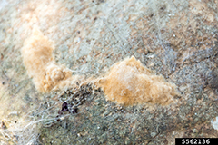 Image of an Spongy Moth Egg Mass
