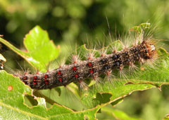 Image of a spongy moth caterpillar